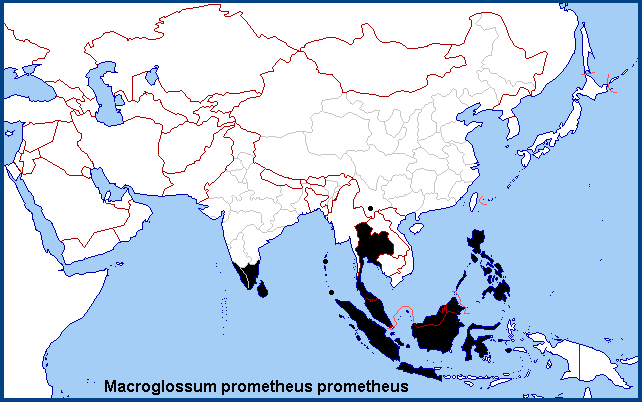 Global distribution of Macroglossum prometheus prometheus.
