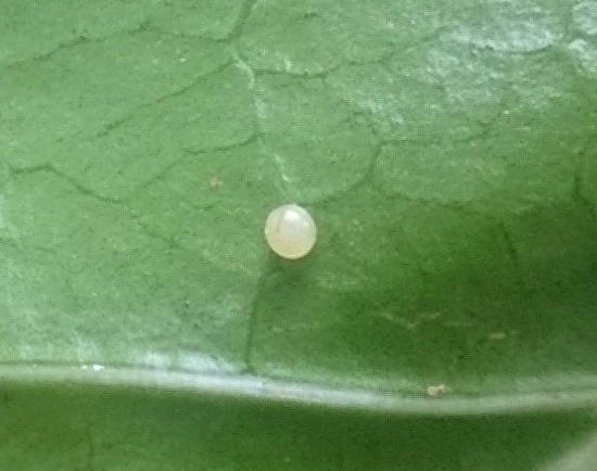 Egg of Macroglossum prometheus prometheus, Battang, Sulawesi, Indonesia. Photo: © Aras Sandi.