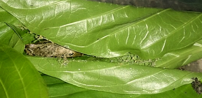 Pupation cell of Macroglossum prometheus prometheus, Battang, Sulawesi, Indonesia. Photo: © Aras Sandi.