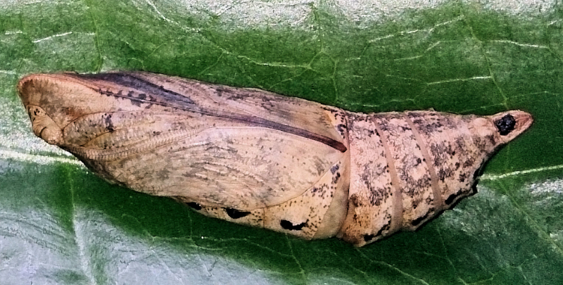 Pupa of Macroglossum prometheus prometheus, Battang, Sulawesi, Indonesia. Photo: © Aras Sandi.