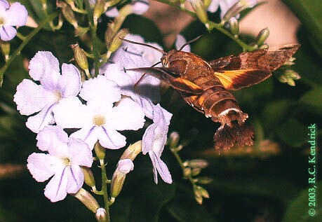 Macroglossum pyrrhosticta at flowers, Hong Kong, China. Photo: © Roger Kendrick