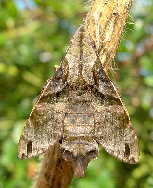 Male Macroglossum pyrrhosticta, Jinghong, Yunnan, China. Photo: © Tony Pittaway