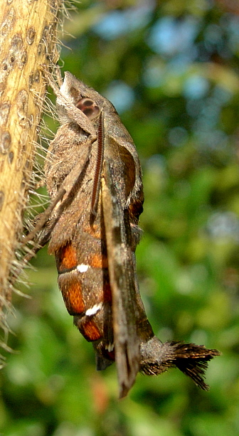 Male Macroglossum pyrrhosticta (side view), Jinghong, Yunnan, China. Photo: © Tony Pittaway