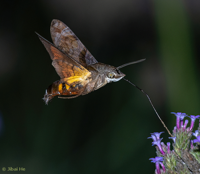 Adult Macroglossum pyrrhosticta at flowers, Nanji Islands National Nature Reserve, Wenzhou, Zhejiang, China, 4.viii.2023. Photo: © He JiBai.