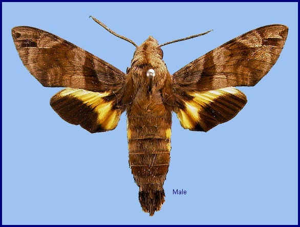 Male Macroglossum pyrrhosticta. Photo: © NHMUK