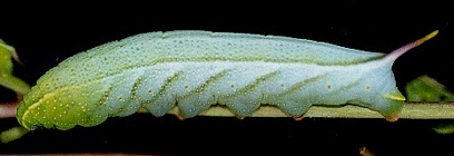 Final instar green form larva of Macroglossum pyrrhosticta on Paederia foetida, Hong Kong, China. Photo: © Kent H. K. Li.