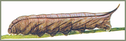 Full-grown brown form larva of Macroglossum pyrrhosticta. Image: Mell, 1922b