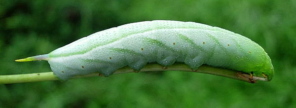 Full-grown green form larva of Macroglossum pyrrhosticta on Paederia foetida, Hangzhou, Zhejiang, China. Photo: © Tony Pittaway.