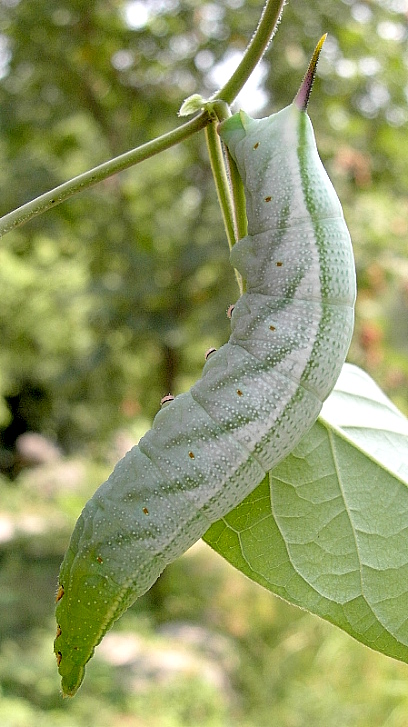 Full-grown green form larva of Macroglossum pyrrhosticta in 'disturbed' pose, Beijing, China, 6.ix.2005. Photo: © Tony Pittaway.