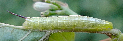Third instar green form larva of Macroglossum pyrrhosticta, Jinghong, Yunnan, China. Photo: © Tony Pittaway.