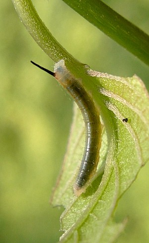 Second instar larva of Macroglossum pyrrhosticta on Paederia foetida, Hangzhou, Zhejiang, China. Photo: © Tony Pittaway.