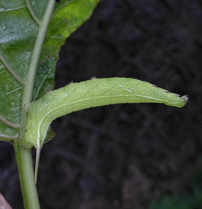 Fourth instar green form larva of Macroglossum pyrrhosticta, Founding Zen Monastery, Houshanmen, West Tianmu Shan/Xitianmu Shan (near Lin'an), Zhejiang, China, 16.ix.2016. Photo: © Tony Pittaway.