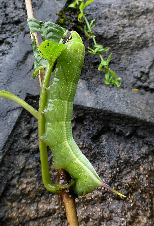 Very wet full-grown green form larva of Macroglossum pyrrhosticta, Founding Zen Monastery, Houshanmen, West Tianmu Shan/Xitianmu Shan (near Lin'an), Zhejiang, China, 16.ix.2016. Photo: © Tony Pittaway.