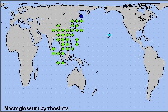 Global distribution of Macroglossum pyrrhosticta. Map: © NHMUK.