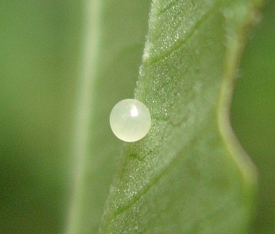 Egg of Macroglossum pyrrhosticta on Paederia foetida, Hangzhou, Zhejiang, China. Photo: © Tony Pittaway.