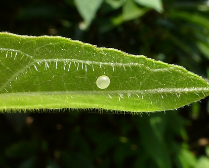 Egg of Macroglossum pyrrhosticta on Paederia foetida, 'Orioles Singing in the Willows', West Lake, Hangzhou, Zhejiang, China, 12.ix.2016. Photo: © Tony Pittaway.