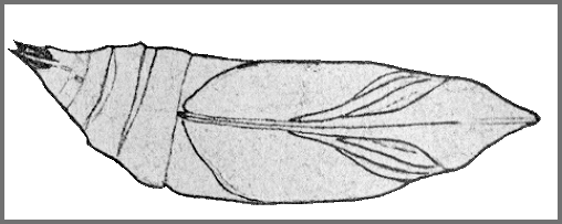 Pupa of Macroglossum pyrrhosticta. Image: Mell, 1922b
