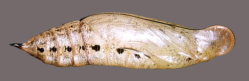 Pupa of Macroglossum pyrrhosticta, Hangzhou, Zhejiang, China. Photo: © Tony Pittaway.