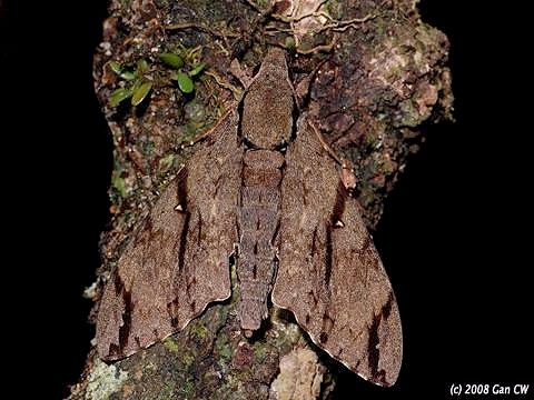 Male Cerberonoton rubescens rubescens, Bukit Fraser, Malaysia. Photo: © CheongWeei Gan.