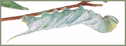 Full-grown larva of Cerberonoton rubescens rubescens. Image: Mell, 1922b