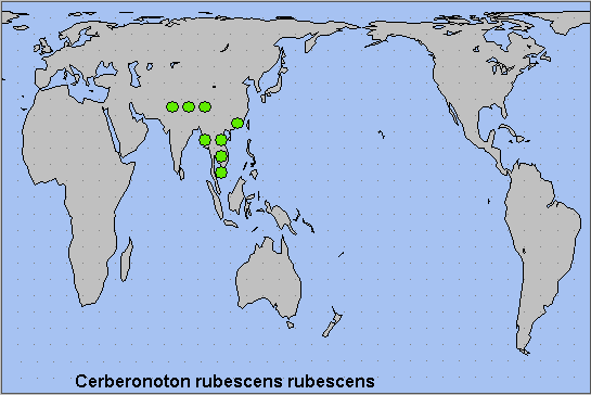 Global distribution of Cerberonoton rubescens rubescens. Map: © NHMUK.