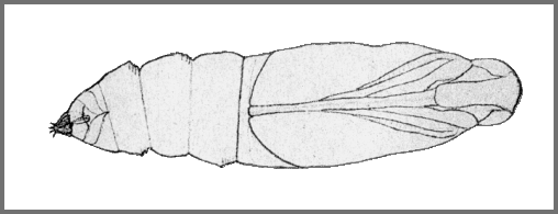 Pupa of Cerberonoton rubescens rubescens. Image: Mell, 1922b