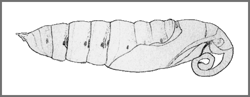 Pupa of Cerberonoton rubescens rubescens. Image: Mell, 1922b