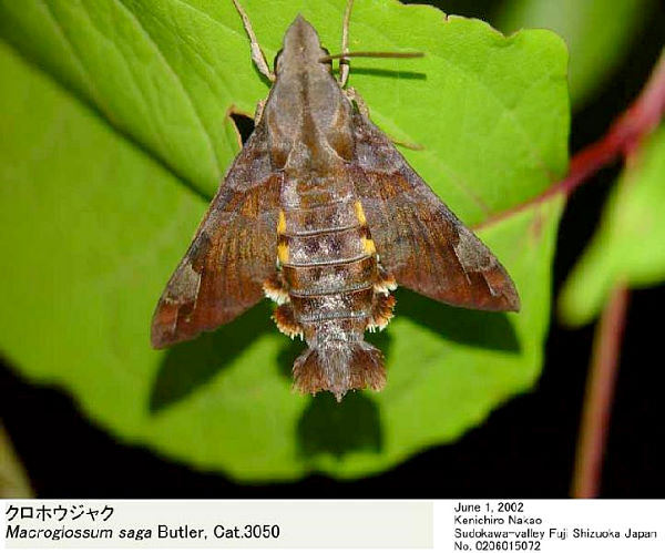 Disturbed Macroglossum saga, Japan. Photo: © Kenichiro Nakao.