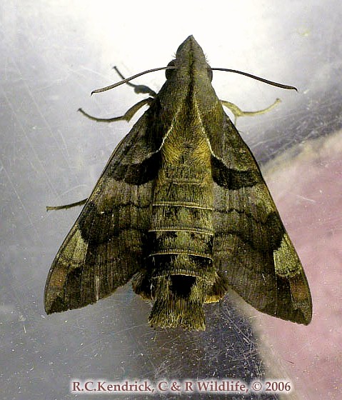 Adult Macroglossum saga, Hong Kong. Photo: © Roger Kendrick.