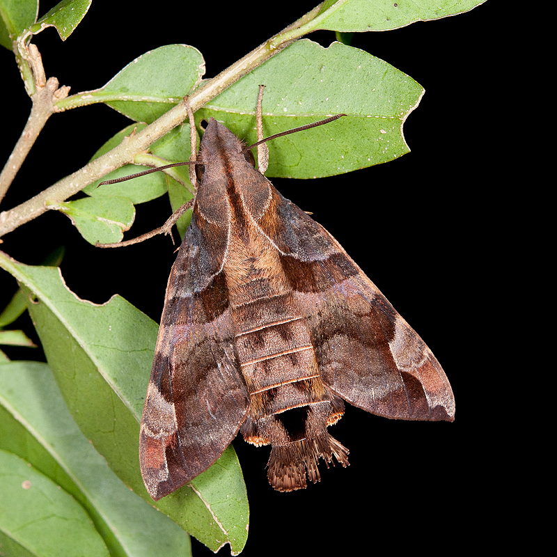 Adult Macroglossum saga, Tatachia, Nantou Hsien, Taiwan. Photo: © Shipher Wu.