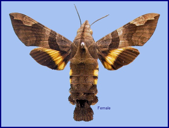 Female Macroglossum saga. Photo: © NHMUK