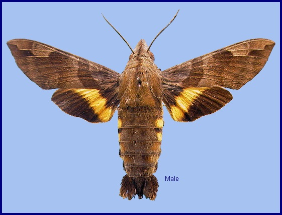 Male Macroglossum saga. Photo: © NHMUK