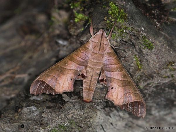 Resting male Marumba saishiuana saishiuana, Mt. Xiling Xueshan, Dayi, Sichuan, China, 1000m. Photo: © He JiBai, 2018.