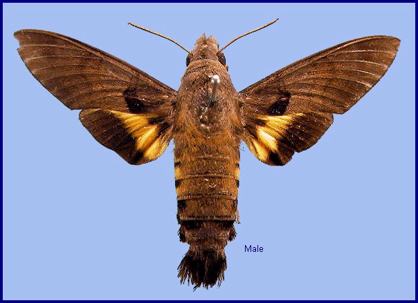 Female Macroglossum semifasciata. Photo: © NHMUK