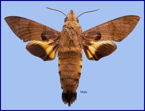 Male Macroglossum semifasciata. Photo: © NHMUK