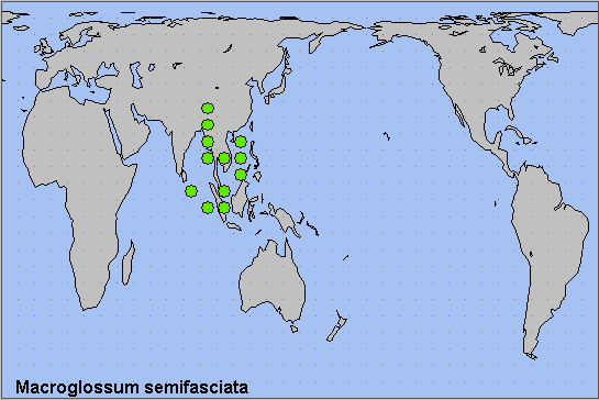 Global distribution of Macroglossum semifasciata. Map: © NHMUK.