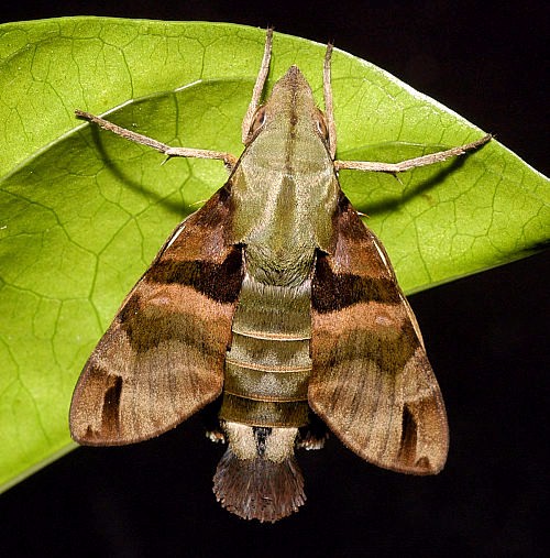 Female Macroglossum sitiene, Singapore. Photo: © Leong Tzi Ming.