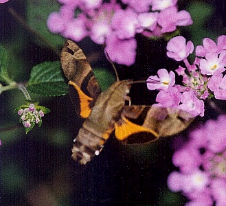 Adult of Macroglossum sitiene at Lantana, Hong Kong, China. Photo: © Kent H. K. Li.