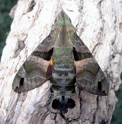 Male Macroglossum sitiene, Bangkok, Thailand. Photo: © Tony Pittaway.