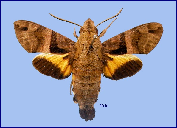 Faded male Macroglossum sitiene. Photo: © NHMUK