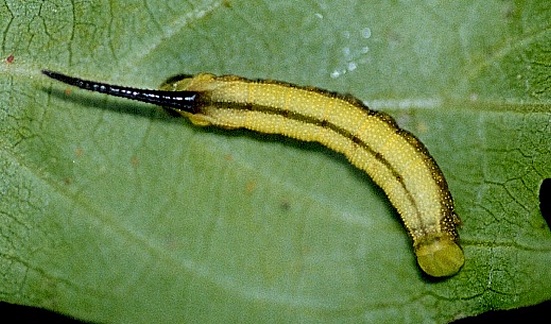 3rd-instar larva of Macroglossum sitiene on Paederia foetida, Hong Kong, China. Photo: © Kent H. K. Li.