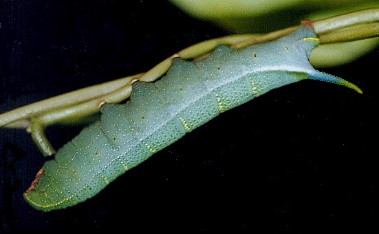 Full-grown blue-green larva of Macroglossum sitiene on Paederia foetida, Hong Kong, China. Photo: © Kent H. K. Li.