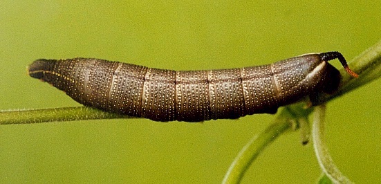 Full-grown brown larva of Macroglossum sitiene on Paederia foetida, Hong Kong, China. Photo: © Kent H. K. Li.