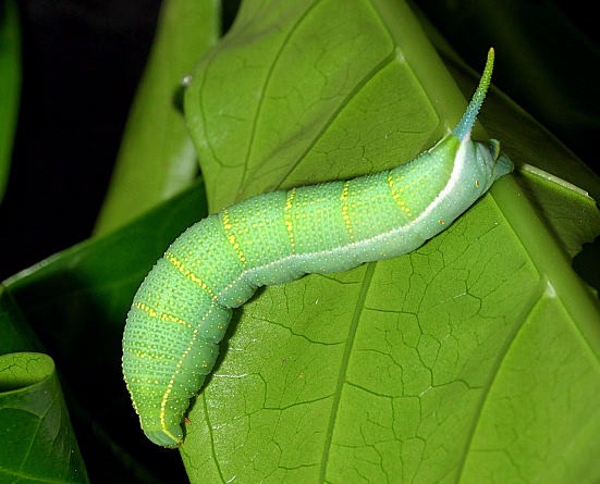 Full-grown green larva of Macroglossum sitiene, Singapore. Photo: © Leong Tzi Ming.