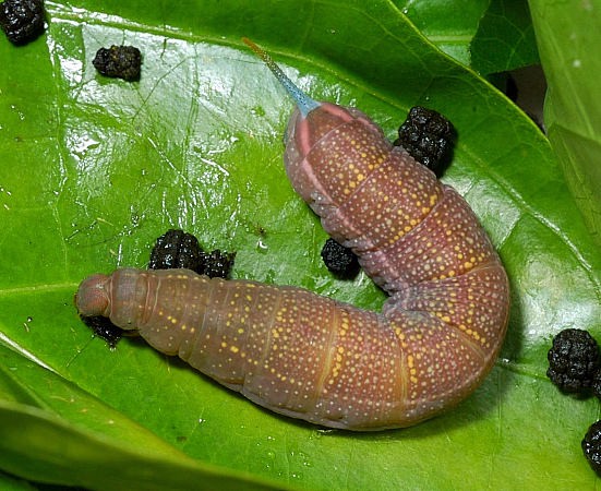 Pre-pupation larva of Macroglossum sitiene, Singapore. Photo: © Leong Tzi Ming.