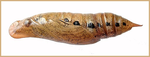 Pupa of Macroglossum sitiene (lateral view), Bangkok, Thailand. Photo: © Tony Pittaway.