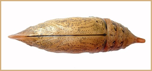 Pupa of Macroglossum sitiene (ventral view), Bangkok, Thailand. Photo: © Tony Pittaway.