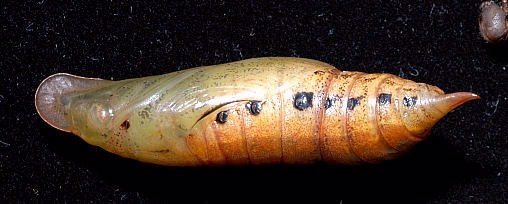 Pupa of Macroglossum sitiene, Singapore. Photo: © Leong Tzi Ming.