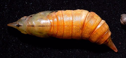 Pupa of Macroglossum sitiene, Singapore. Photo: © Leong Tzi Ming.