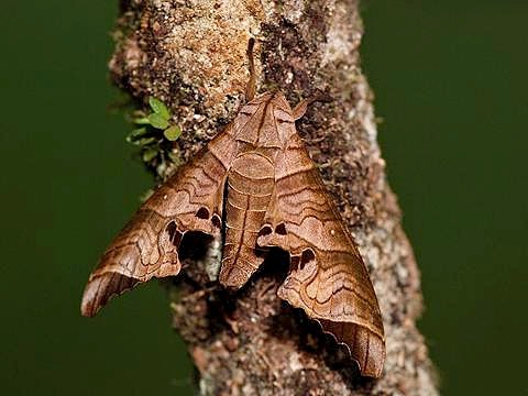 Resting Marumba spectabilis spectabilis, Bukit Fraser, Malaysia. Photo: © CheongWeei Gan.